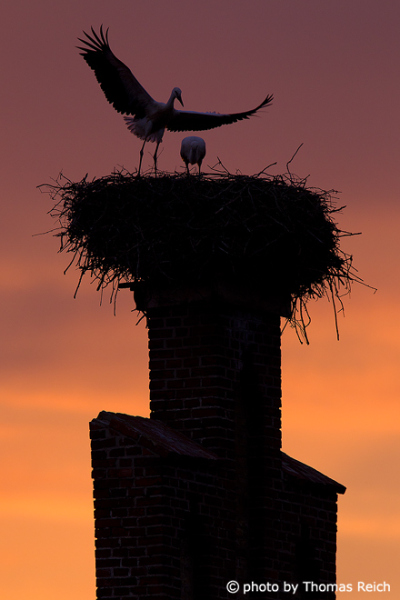 Silhouette of White Stork nest