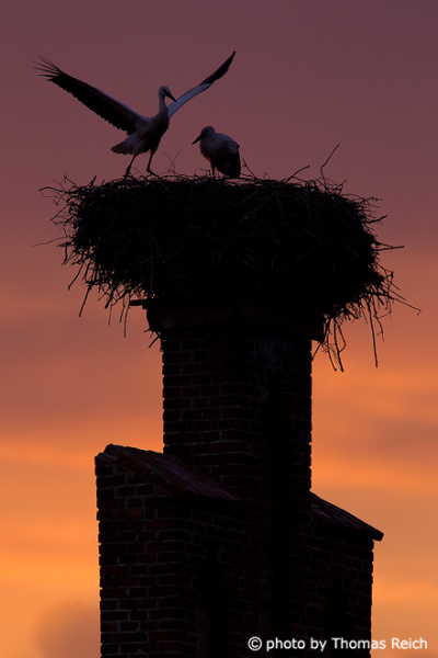 White storks in the red evening light
