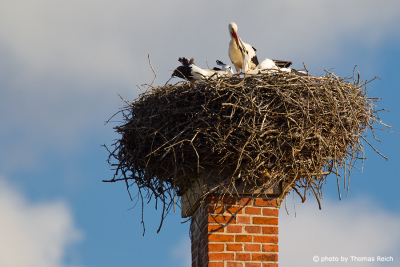 White Stork family