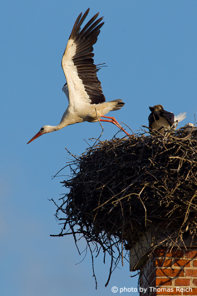White Stork leaving nest