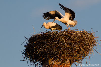 White Stork pair