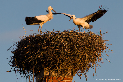 White Stork couple