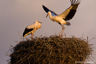 White Storks at the nesting place