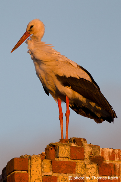 White Stork black and white plumage