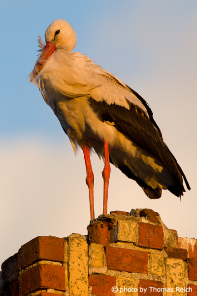 White Stork appearance