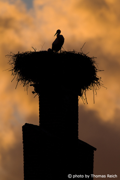 White Stork nest