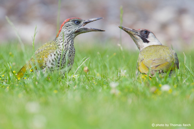 Green Woodpecker adult and juvenile