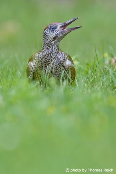 Juvenile European Green Woodpecker sound