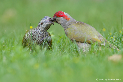 Green Woodpecker feeding juvenile