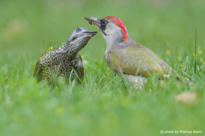 European Green Woodpecker feeding young bird