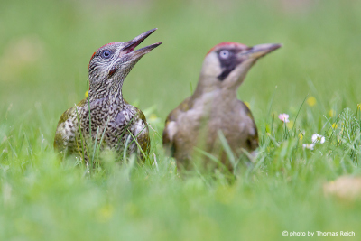 European Green Woodpecker adult and juvenile