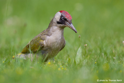 European Green Woodpecker foraging on the ground