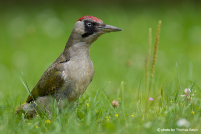 European Green Woodpecker female in a meadow