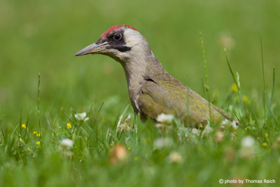 Green Woodpecker foraging in meadow