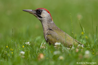 European Green Woodpecker on summer meadow