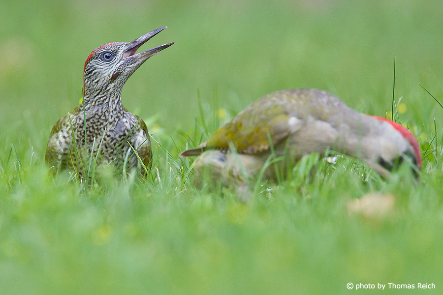 Green Woodpecker looking for food for young bird