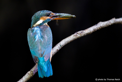 Common Kingfisher food at breeding hole