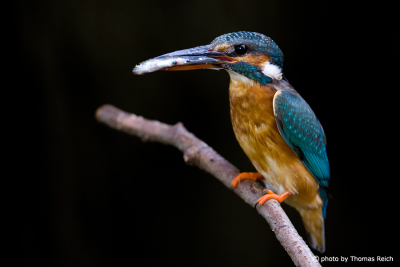 Common Kingfisher female with food in front of the breeding hole
