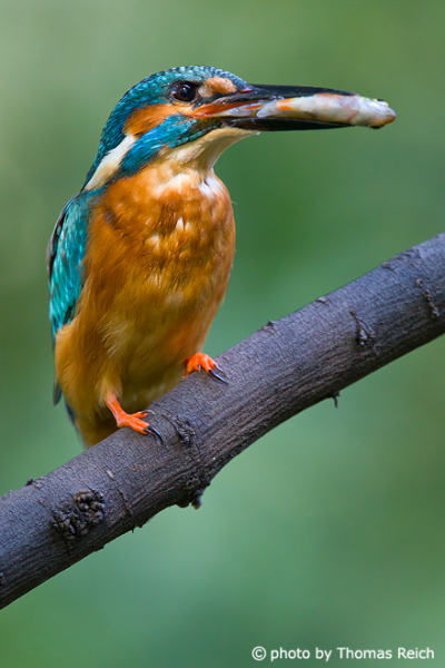 Common Kingfisher bird on foraging