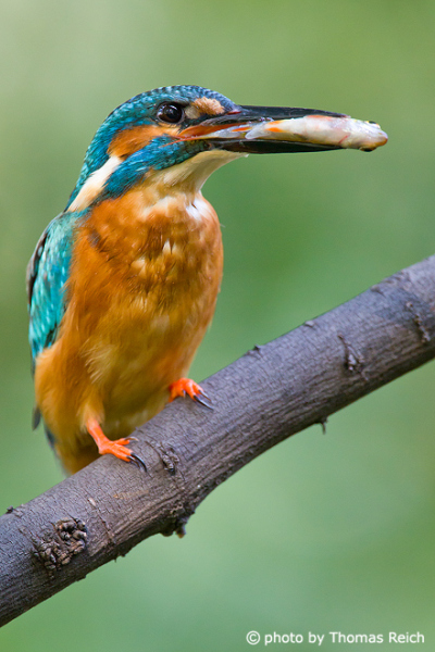 River Kingfisher catching fish