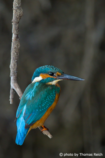 Common Kingfisher bird sitting on root in front of breeding hole
