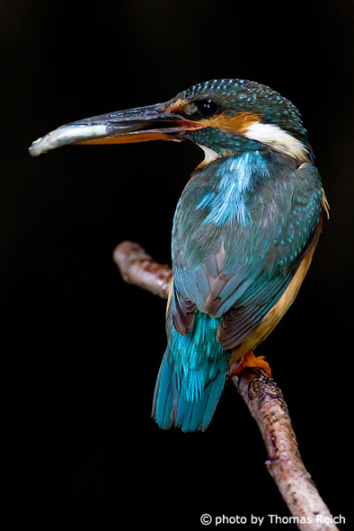 River Kingfisher with fish black background