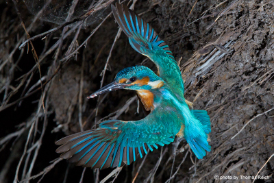 Common Kingfisher hovering in front of the nest