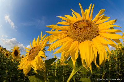 Sunflowers height