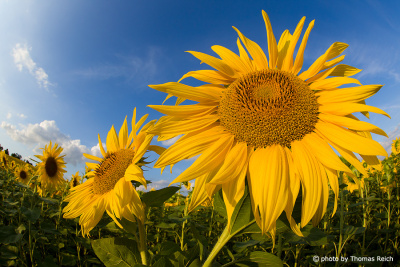 Sunflower height