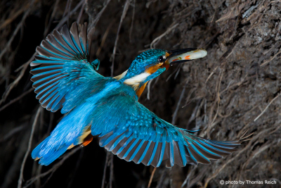 Common Kingfisher in flight to nest