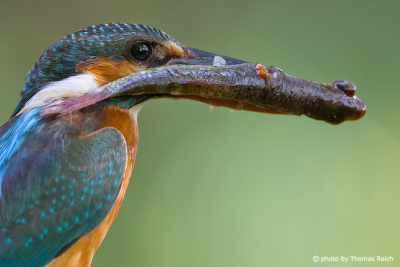 Common Kingfisher with huge fish in bill