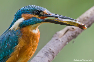Close up Common Kingfisher