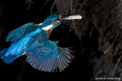 Common Kingfisher flying with fish to the nest