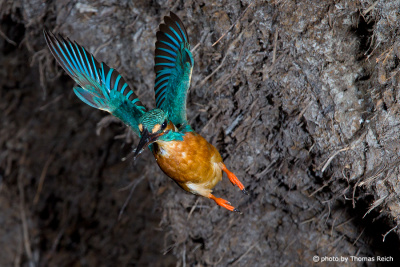 Common Kingfisher fly