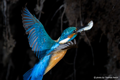 Common Kingfisher flying to breeding place