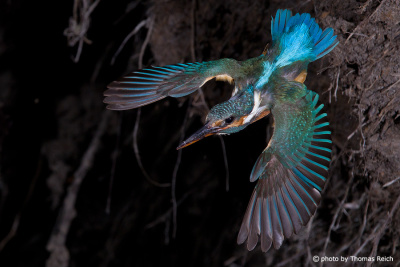 Common Kingfisher flight