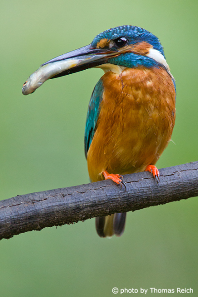 Hungry River Kingfisher