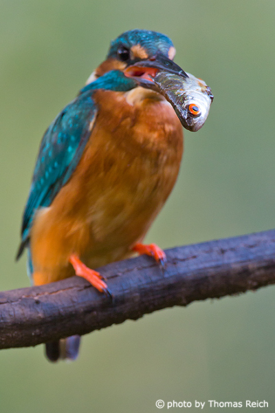 Common Kingfisher hunts small fishes