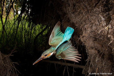 Common Kingfisher flying out of breeding cave