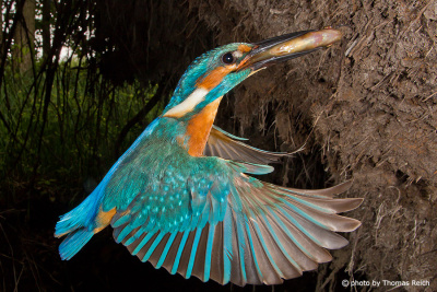 Common Kingfisher in flight with fish to  breeding hole