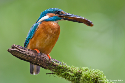Common Kingfisher bird catch fish