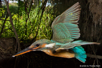 Common Kingfisher in flight side view