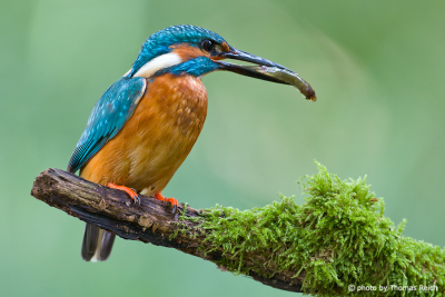 Common Kingfisher with prey after diving