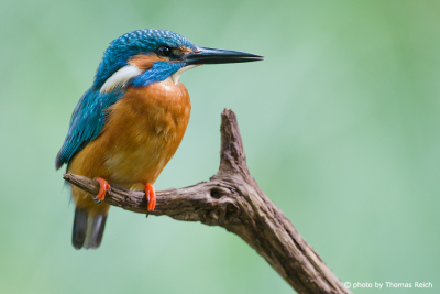 Old Common Kingfisher