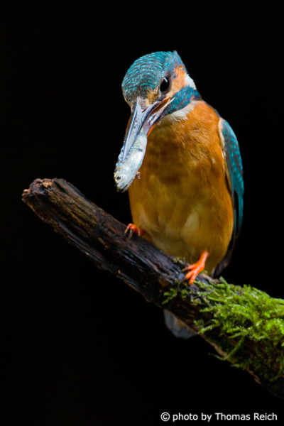Diet of Common Kingfisher