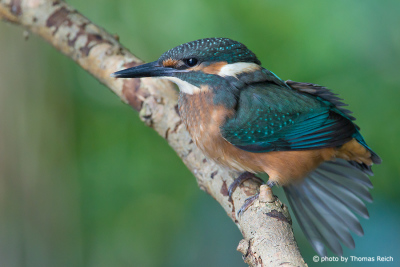 Juvenile Common Kingfisher spreads wings