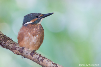 Small Common Kingfisher