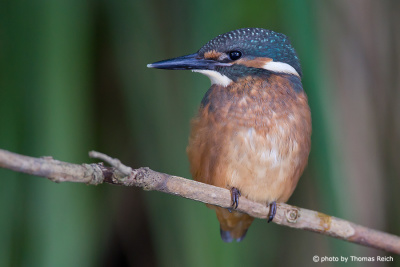 River Kingfisher blue feathers