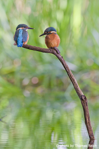 Common Kingfisher juveniles in the reeds