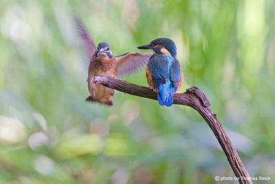 two young Common Kingfishers exploring the world